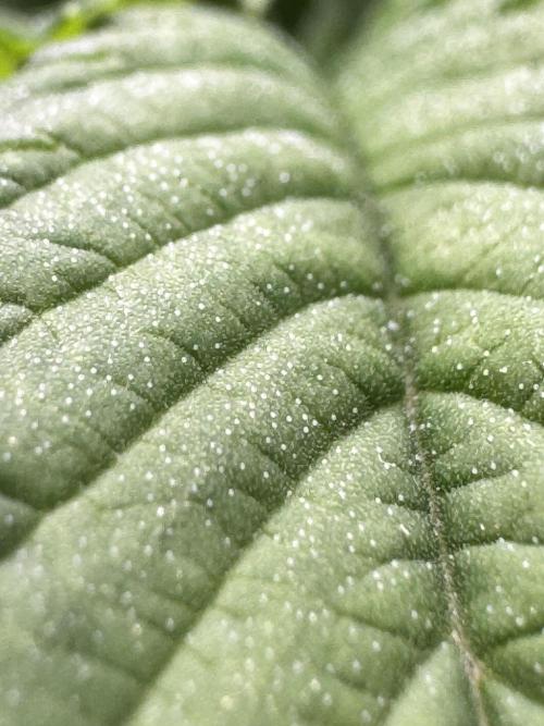 Granita / Picchu - Perfect Tree. Week 5 - Trichomes on Picchu 