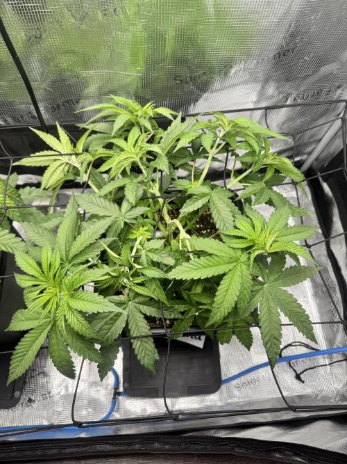 Granita / Picchu - Perfect Tree. Week 5 - Wednesday LST