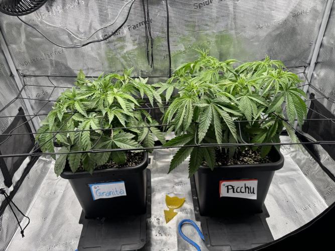 Granita / Picchu - Perfect Tree. Week 5