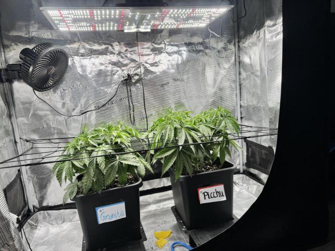 Granita / Picchu - Perfect Tree. Week 5