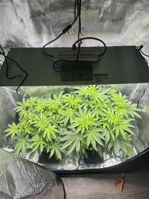 Granita / Picchu - Perfect Tree. Week 6 - Camera and light lets it look brighter than they are