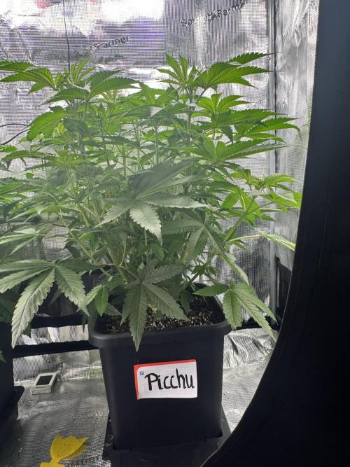 Granita / Picchu - Perfect Tree. Week 6