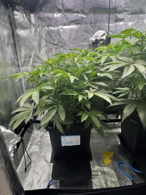 Granita / Picchu - Perfect Tree. Week 6