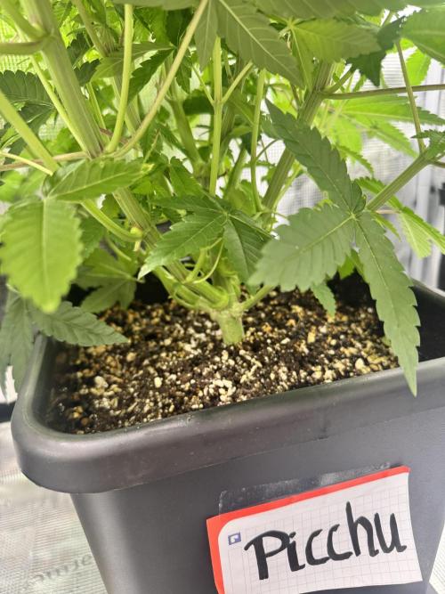 Granita / Picchu - Perfect Tree. Week 6 - Picchu Sidebranch Thick af!