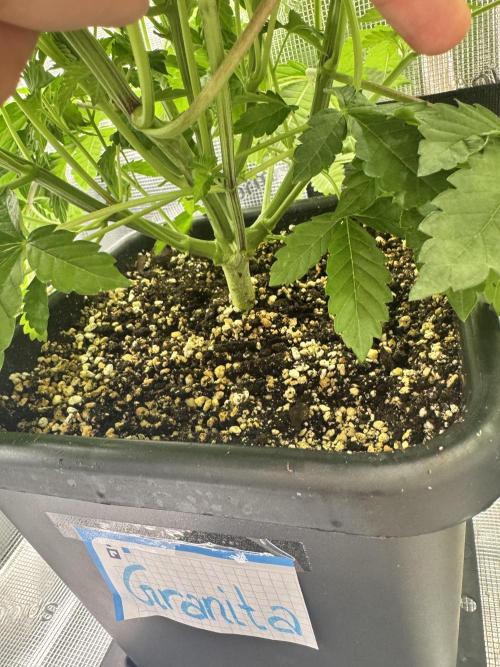 Granita / Picchu - Perfect Tree. Week 6