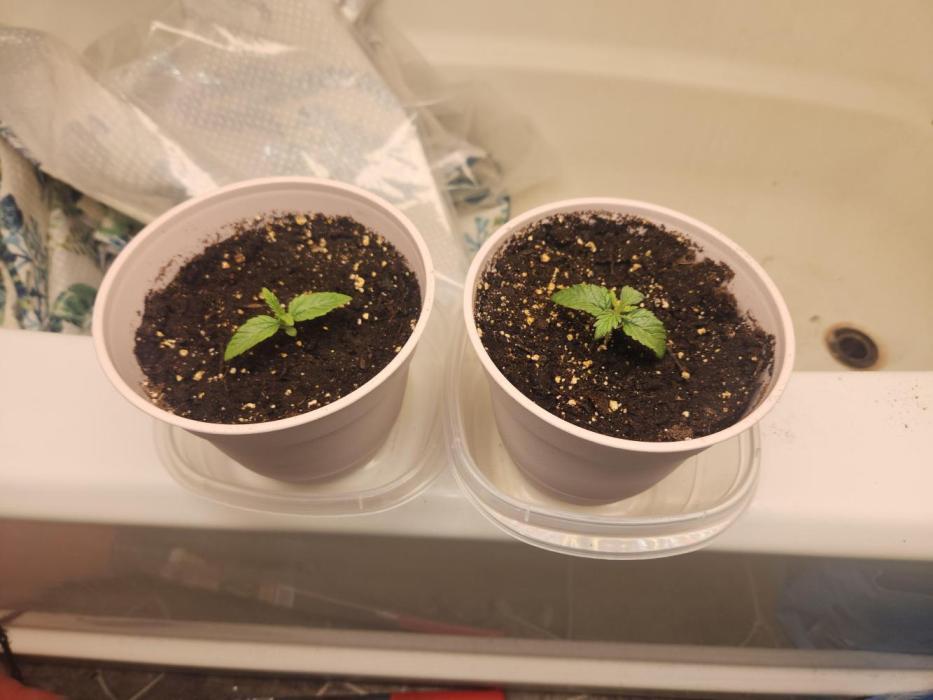 Jmocastle. Week 0 - 1 week