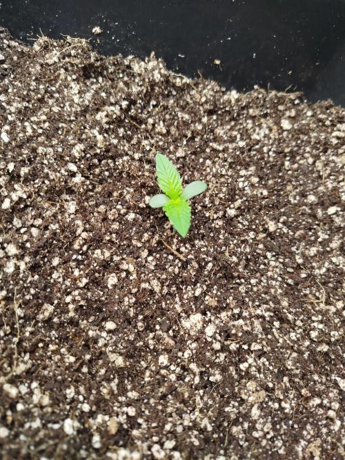 KMintz Auto by RipperSeeds. Week 0