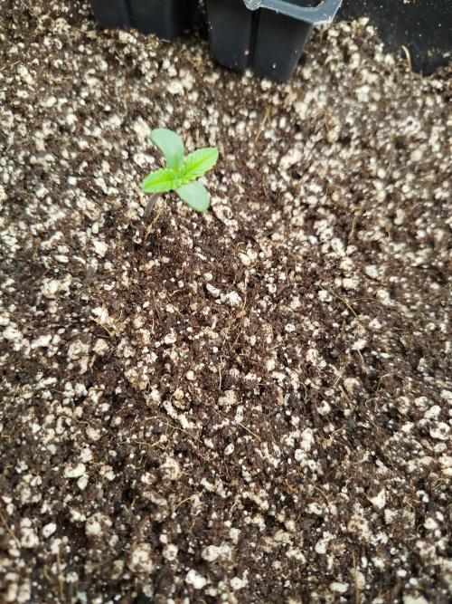 KMintz Auto by RipperSeeds. Week 0