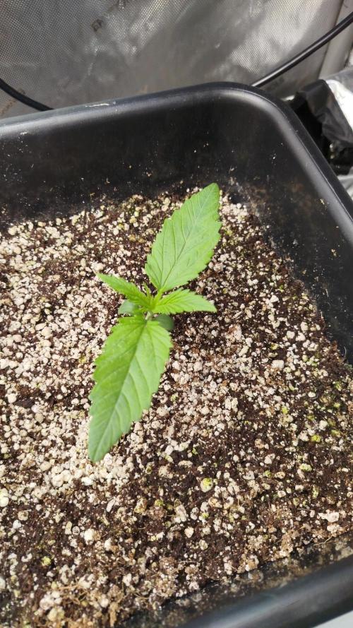 KMintz Auto by RipperSeeds. Week 1