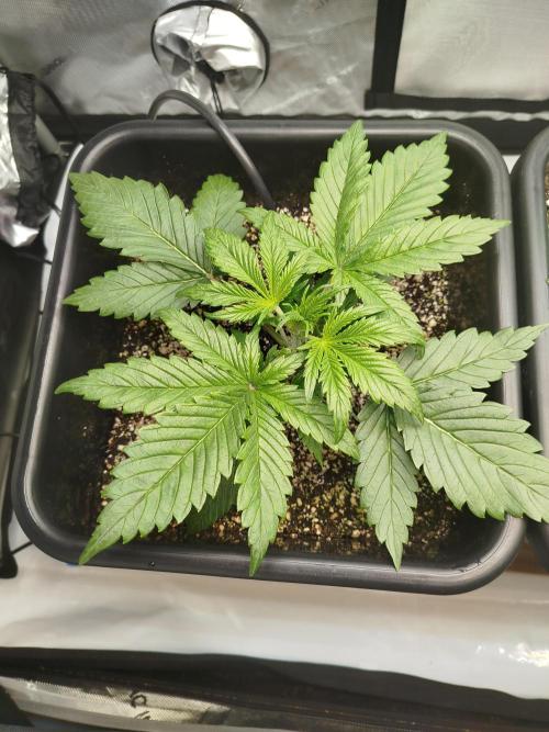 KMintz Auto by RipperSeeds. Week 2