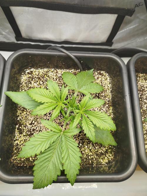 KMintz Auto by RipperSeeds. Week 2