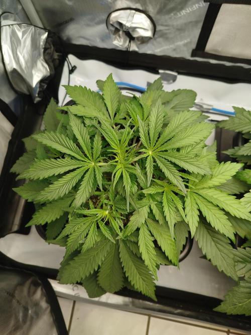 KMintz Auto by RipperSeeds. Week 3