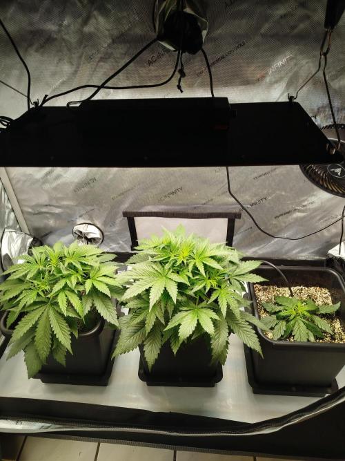 KMintz Auto by RipperSeeds. Week 3