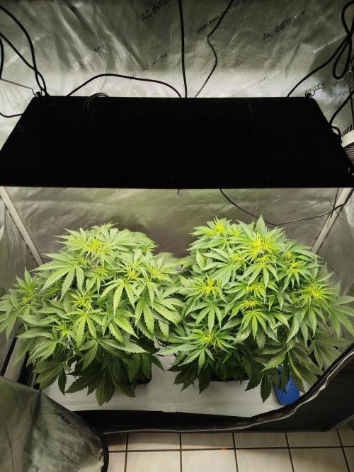 KMintz Auto by RipperSeeds. Week 4