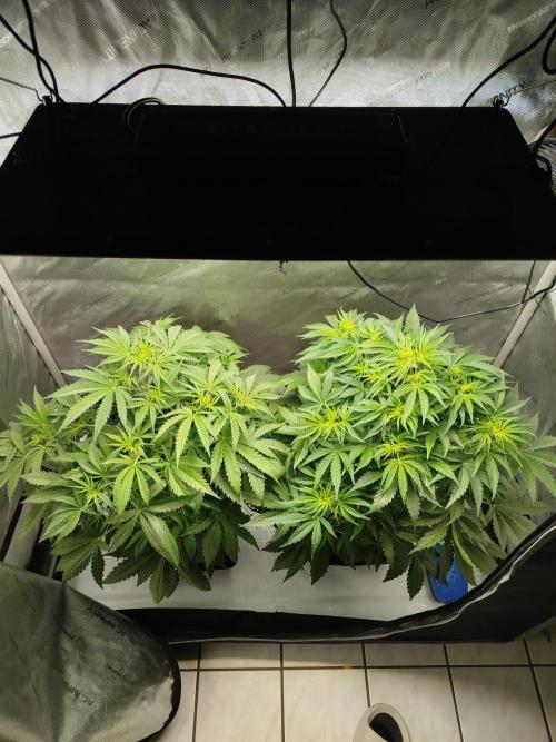 KMintz Auto by RipperSeeds. Week 4