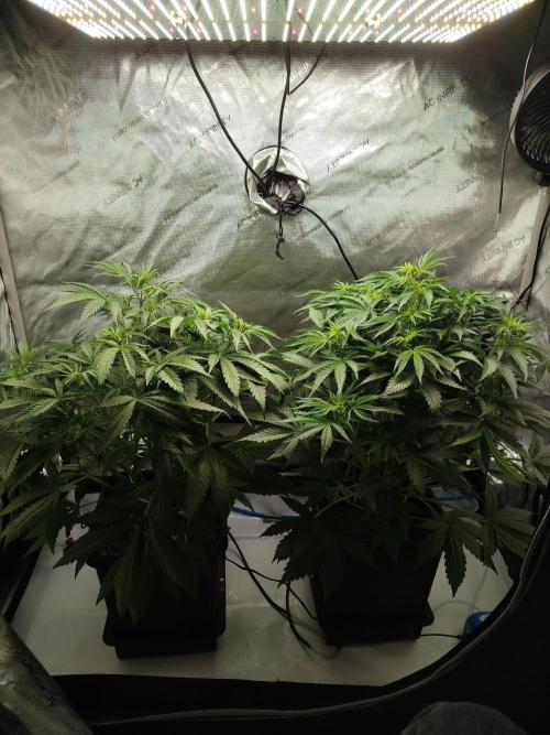 KMintz Auto by RipperSeeds. Week 4