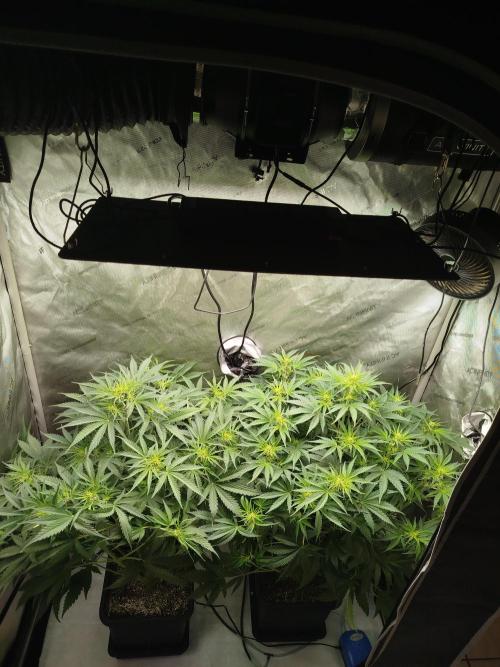 KMintz Auto by RipperSeeds. Week 5