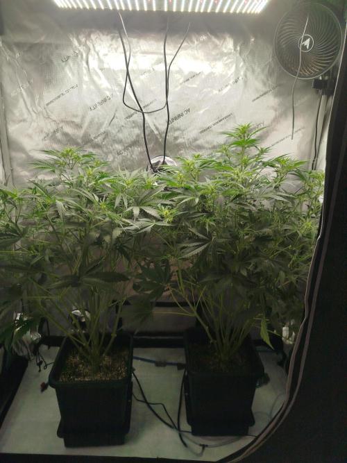 KMintz Auto by RipperSeeds. Week 5