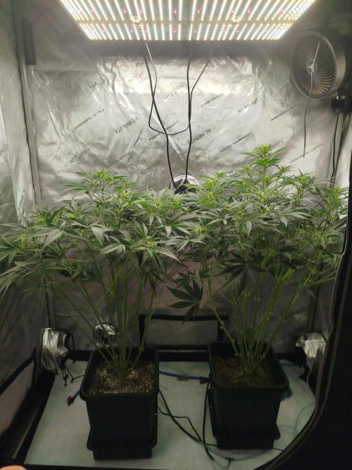 KMintz Auto by RipperSeeds. Week 5