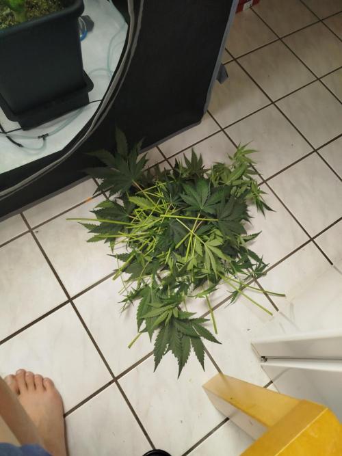 KMintz Auto by RipperSeeds. Week 5