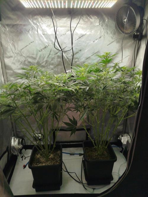 KMintz Auto by RipperSeeds. Week 5