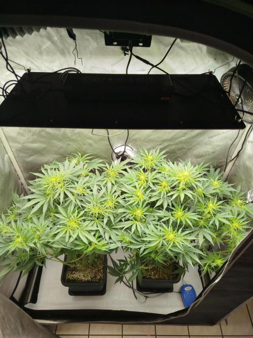 KMintz Auto by RipperSeeds. Week 5