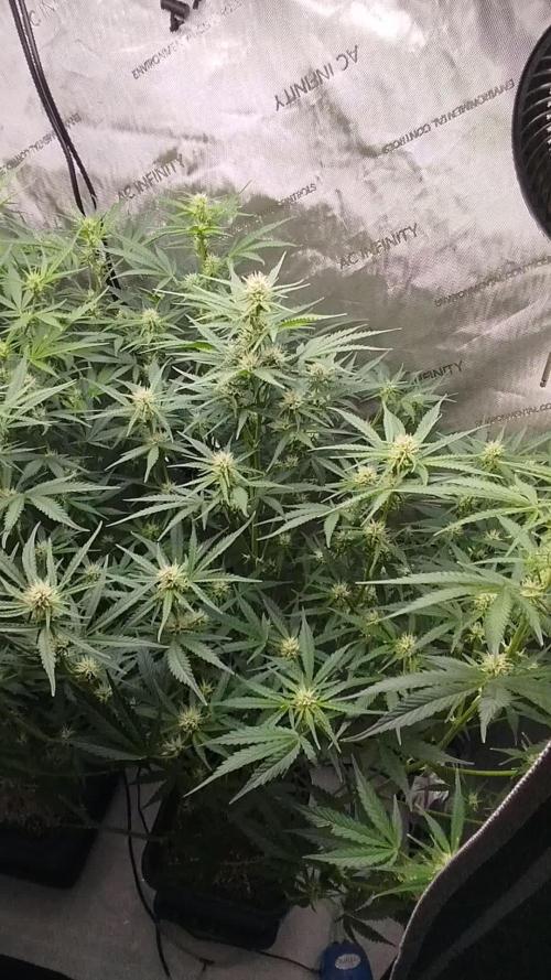 KMintz Auto by RipperSeeds