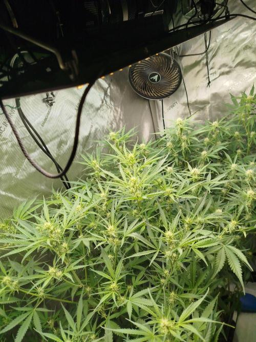 KMintz Auto by RipperSeeds. Week 6