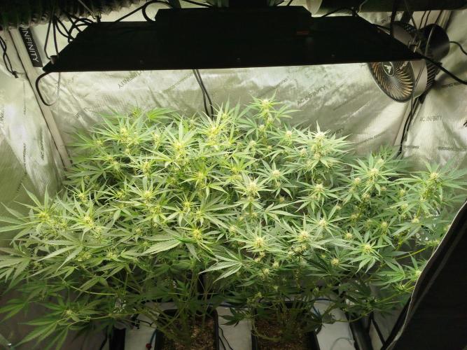 KMintz Auto by RipperSeeds. Week 6