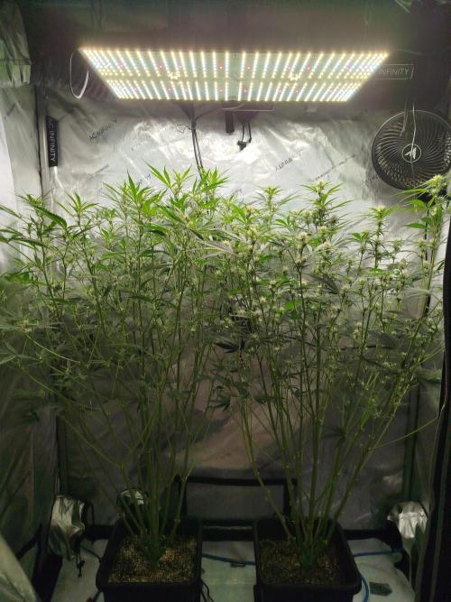 KMintz Auto by RipperSeeds. Week 6