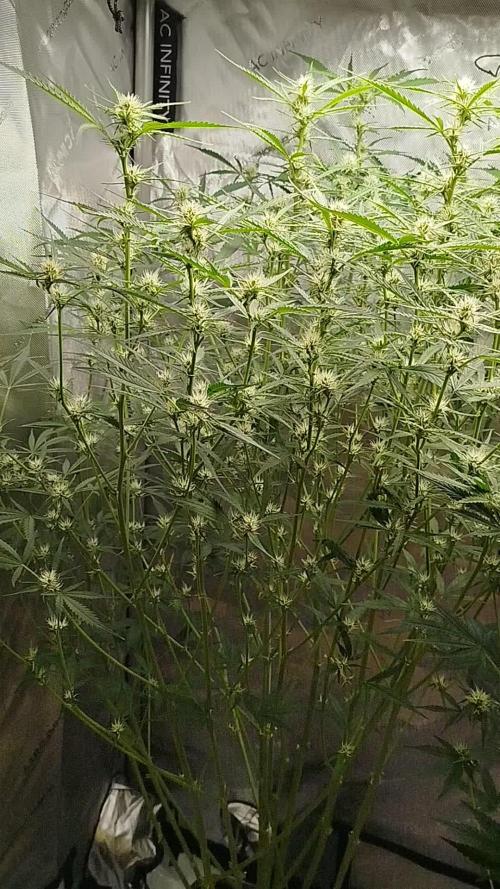 KMintz Auto by RipperSeeds