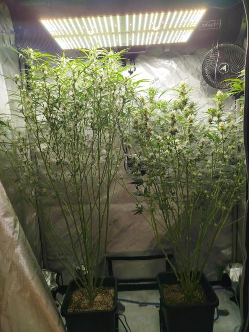 KMintz Auto by RipperSeeds. Week 7