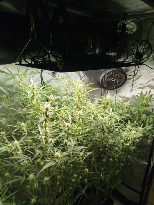 KMintz Auto by RipperSeeds. Week 7