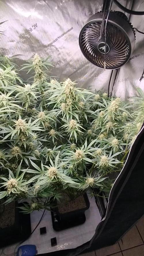 KMintz Auto by RipperSeeds