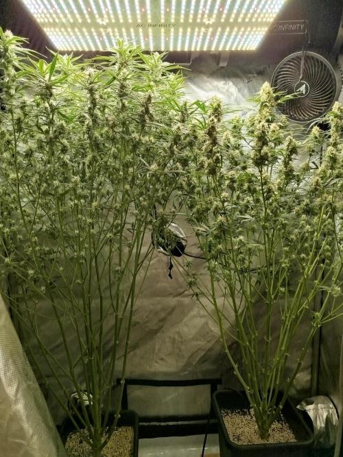 KMintz Auto by RipperSeeds. Week 8