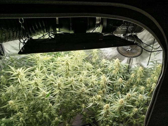 KMintz Auto by RipperSeeds. Week 8