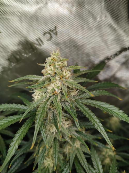 KMintz Auto by RipperSeeds. Week 9