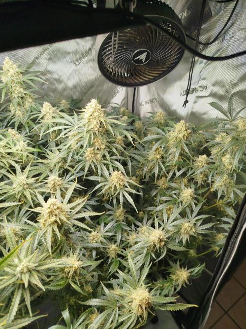 KMintz Auto by RipperSeeds. Week 9