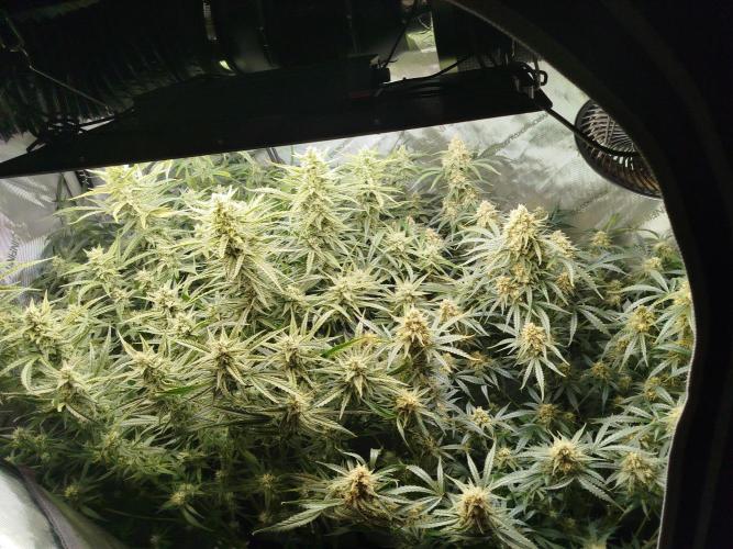 KMintz Auto by RipperSeeds. Week 9