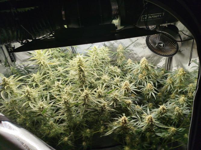 KMintz Auto by RipperSeeds. Week 9