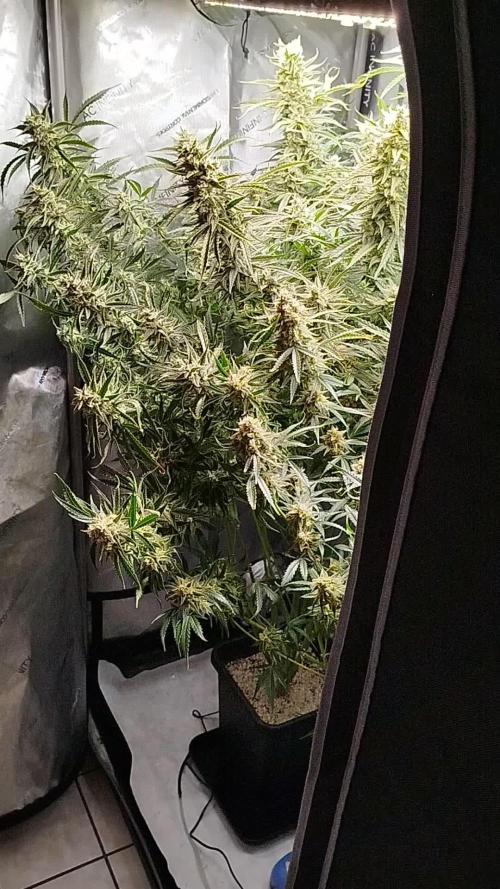 KMintz Auto by RipperSeeds