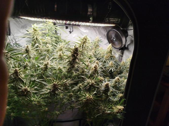 KMintz Auto by RipperSeeds. Week 10