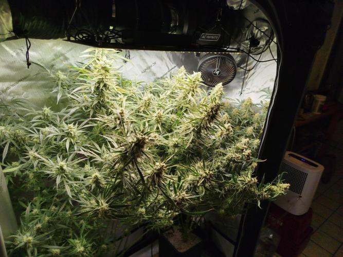 KMintz Auto by RipperSeeds. Week 10