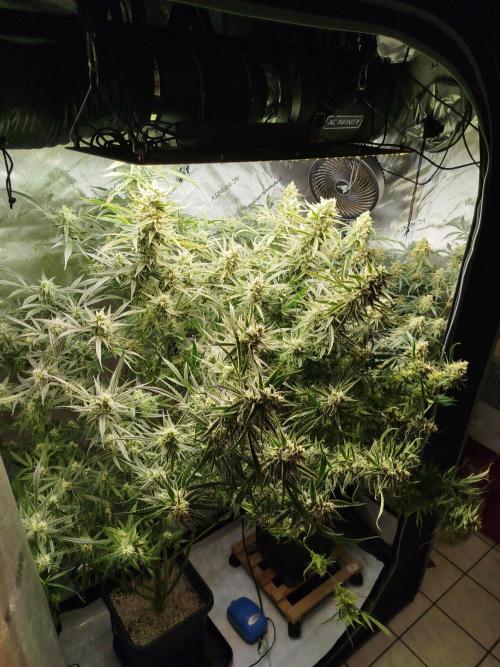 KMintz Auto by RipperSeeds. Week 10