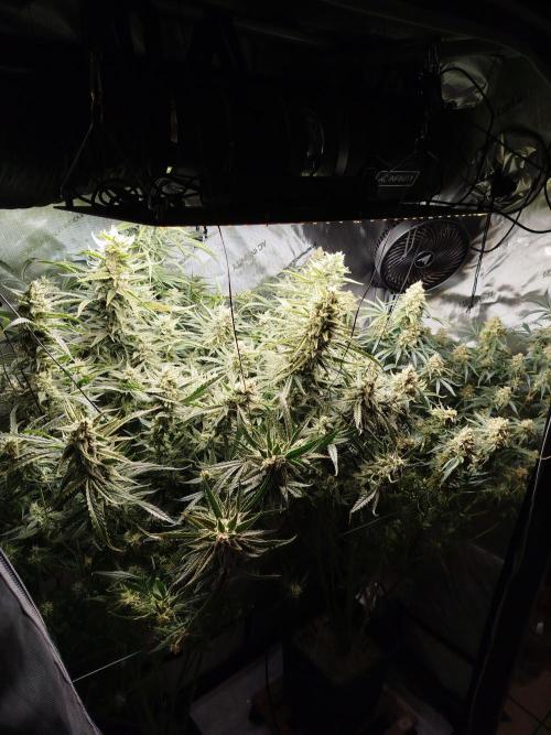 KMintz Auto by RipperSeeds. Week 10