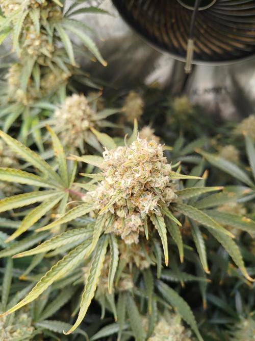 KMintz Auto by RipperSeeds. Week 11