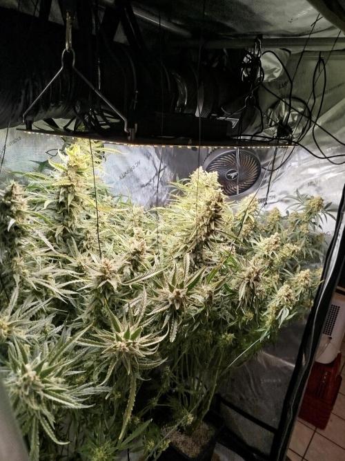 KMintz Auto by RipperSeeds. Week 11