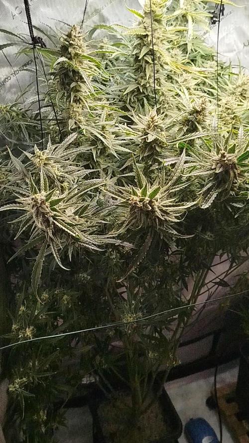 KMintz Auto by RipperSeeds