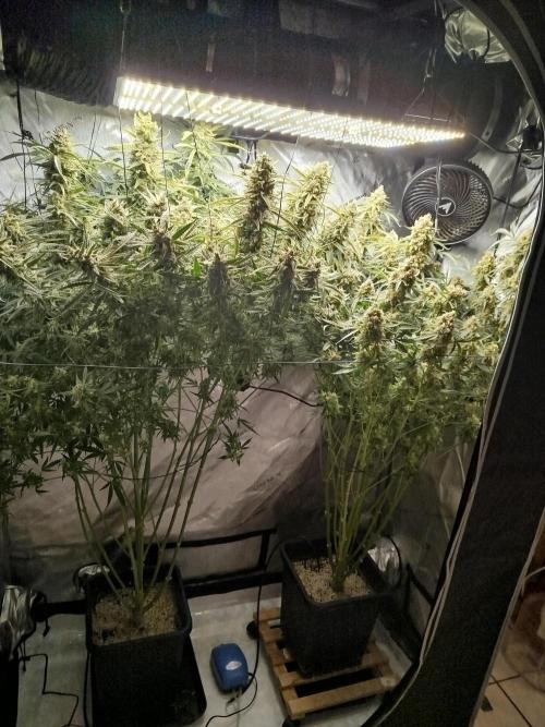 KMintz Auto by RipperSeeds. Week 12