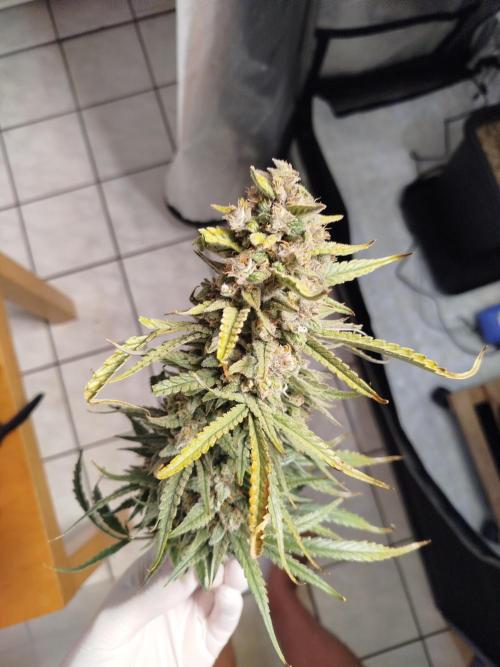 KMintz Auto by RipperSeeds. Week 12